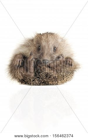 Standing hedgehog isolated on a white background