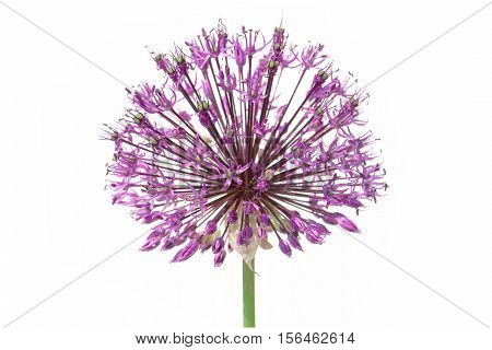 Purple Alium Onion