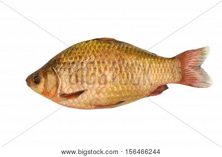 a gold carp isolated on white background
