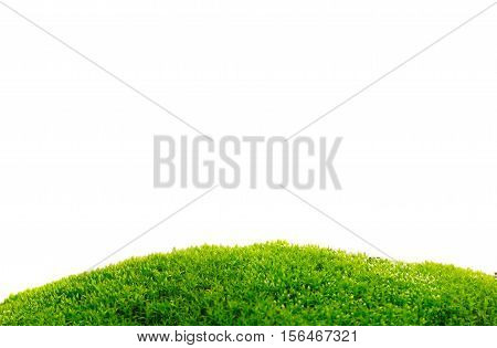 the green moos isolation on white background