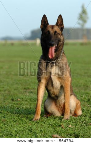 Malinois