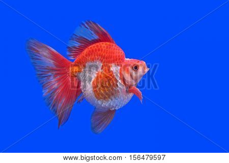 Beautiful Goldfish