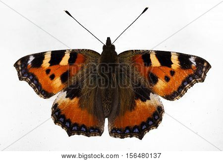 Butterfly / A butterfly sitting on a flower