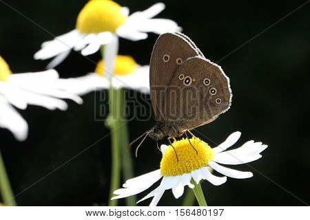 Butterfly / A butterfly sitting on a flower