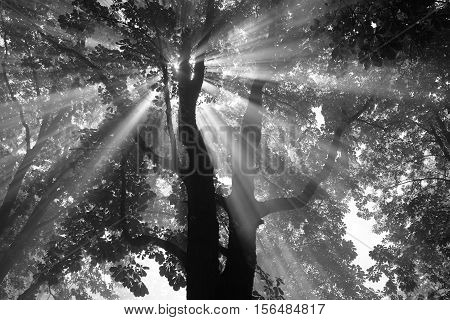 Light Particles in a tree in the prater park in Vienna