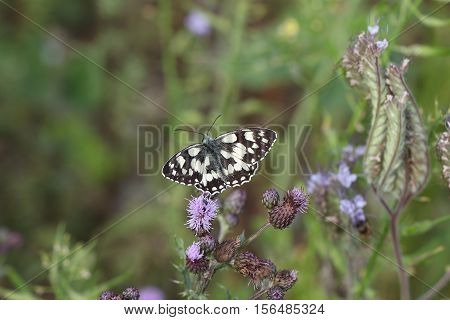 Butterfly / A butterfly sitting on a flower