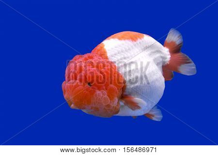 Ranchu Or Lion Head Goldfish