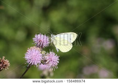 Butterfly / The butterfly sits on a plant