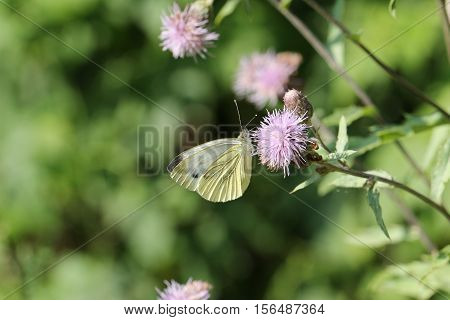 Butterfly / The butterfly sits on a plant
