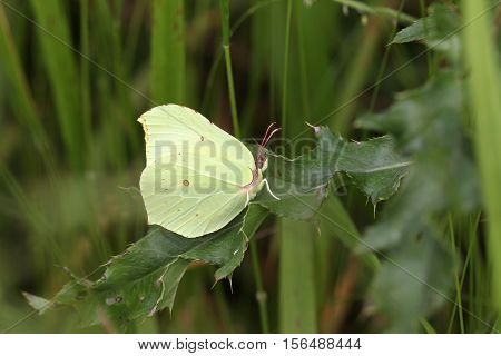 Butterfly / The butterfly sits on a plant