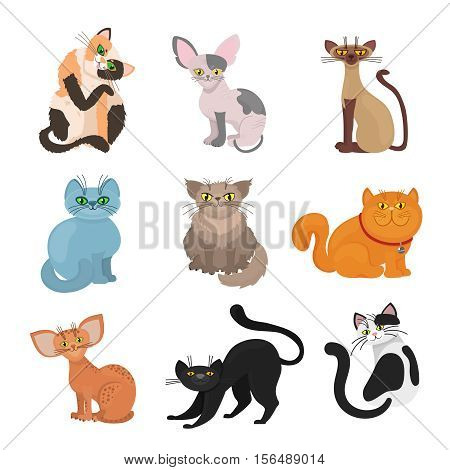 Cartoon domestic cats vector. Illustration of animal with tail and whiskers