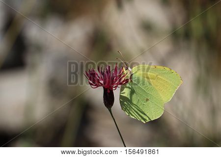 Butterfly / The butterfly sits on a plant