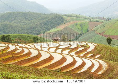 Terraced Rice Field in Chiangmai Thailand, Lifestyle farmers and rice.