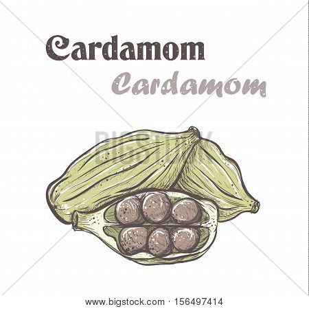 Cardamom. Spice cardamom color vector illustration. skech Cardamom
