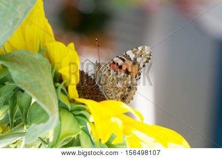 Butterfly / The butterfly sits on a plant