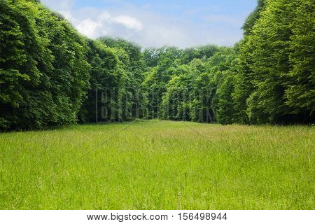Beautiful glade in summer pine forest under blue cloudy sky. Fir trees summer glade. Tranquil scene