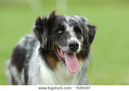 Australian Shepherd