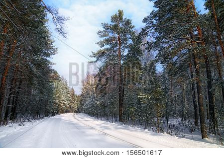 road in winter forest illuminated by the sun