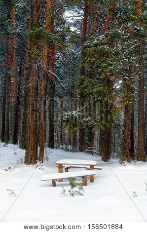 bench in a forest covered with snow
