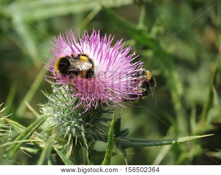 A hungry bee dying for sugar in a beautiful flower