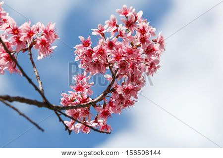 Close up of cherry blossom flowers with selective focus
