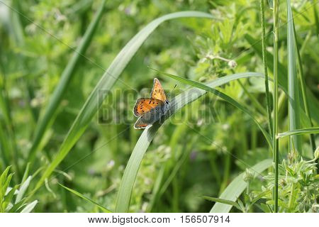Butterfly / The butterfly sits on a plant