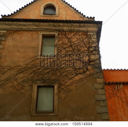 Prague. with curly tree house. walk around the city in the summer