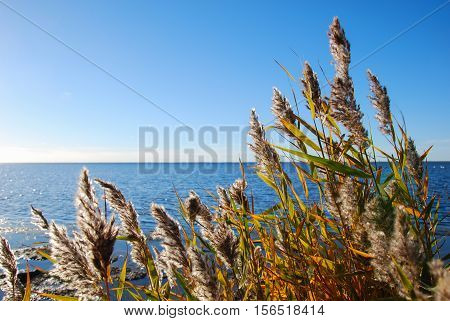 Bright and colorful redds by the sea at fall season