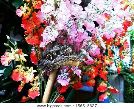 Blue Morpho big butterfly sitting on green leaves