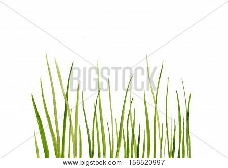 Watercolor drawing green grass, decorative herbal border, floral background, hand drawn natural template