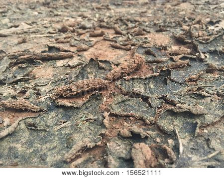 dried ground covered with cracks. background for design