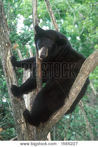 Treed หมีสีดำ