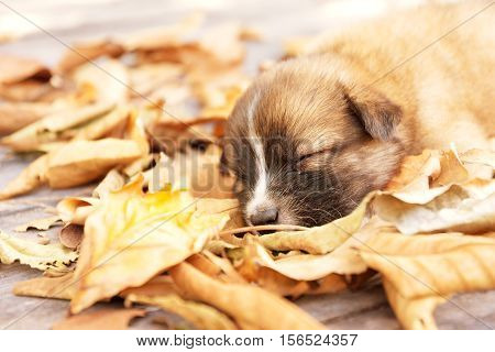 portraits of brown puppy dog is sleeping on leaves.