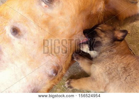 portraits of brown puppy dog is eating breast milk.