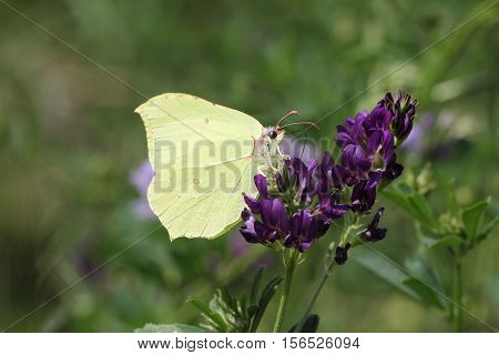 Butterfly / The butterfly sits on a plant