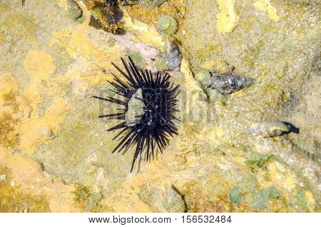 Species Of Sea. Urchin At The Bottom Of The Ocean. Maceio , Alagoas State, Brazil .