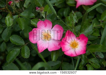 Blooming wild rose hips. Flowering in vivo.