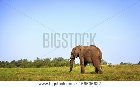 Young rescued elephant in Knysna Elephant Park, South Africa