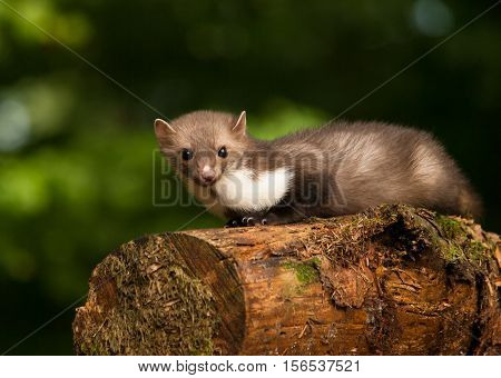Martes foina - White breasted marten lying on the stump