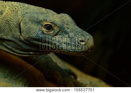 Komodo Dragon, Side view, detailed head shot