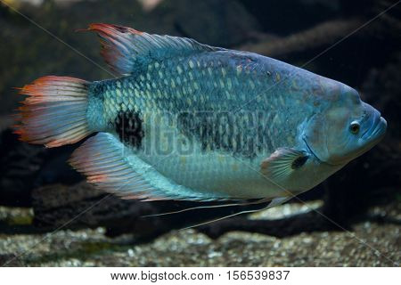 Giant gourami (Osphronemus goramy). Freshwater fish.