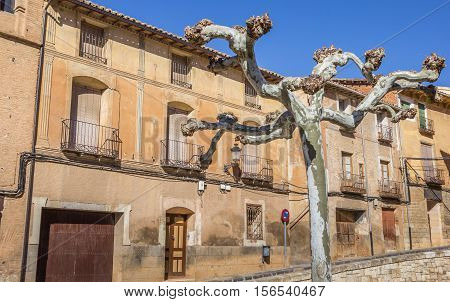 Tree And Historical Houses In The Center Of Daroca