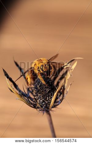 Gold colored male valley carpenter bee, scientific name Xylocopa varipuncta, also called a teddy bear. Males do not sting.
