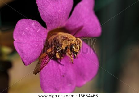 Gold colored male valley carpenter bee, scientific name Xylocopa varipuncta, also called a teddy bear. Males do not sting.