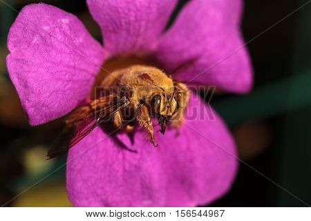 Gold colored male valley carpenter bee, scientific name Xylocopa varipuncta, also called a teddy bear. Males do not sting.