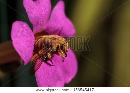 Gold colored male valley carpenter bee, scientific name Xylocopa varipuncta, also called a teddy bear. Males do not sting.
