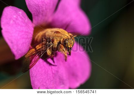 Gold colored male valley carpenter bee, scientific name Xylocopa varipuncta, also called a teddy bear. Males do not sting.