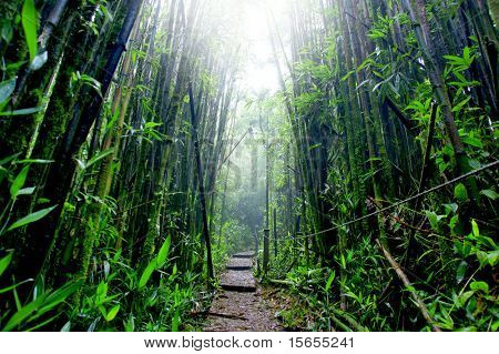 ไม้ไผ่ป่าบนภูเขาเขียว เกาะแอสเซนชัน