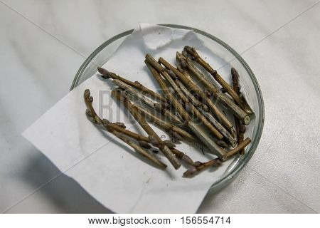 St. Petersburg Russia -22 October 2014: All-Russian Research Institute of Plant Vavilov. State Research Center. Low-temperature storage of working collections