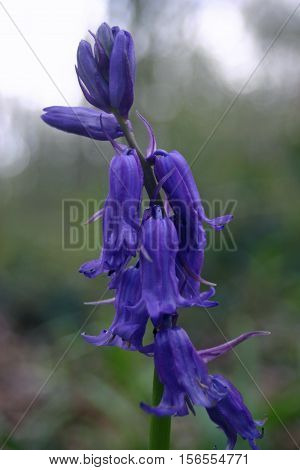 Close up of a single bluebell (Hyacinthoides non-scripta) flowering spike with a blurred background of woodland.